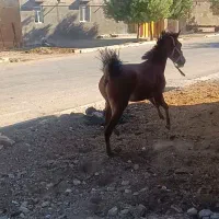 اسب|اسب و تجهیزات اسبسواری|بیلوار, |دیوار