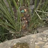 دمیت برحی|گل و گیاه طبیعی|بندر دیر, |دیوار