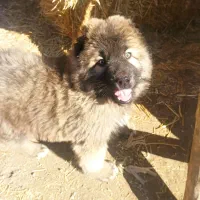 سگ کوچک|سگ|میمند, |دیوار