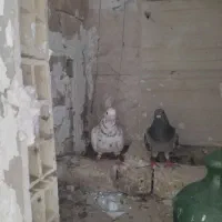 کفتر برا جوفتگاه