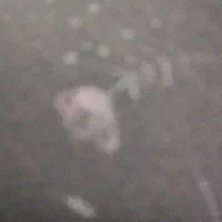 فلش