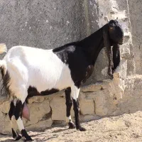 بز گلابی و کاموری آبستن نزدیک