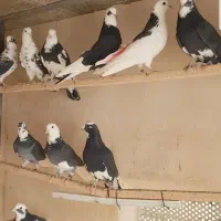 فروش  کبوتر پرشی