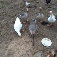 شش عدد غاز محلی جوان