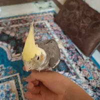 معاوضه عروس هلندی دستی با طوطی کوتوله تازه دون خور|پرنده|اصفهان, دشتستان|دیوار
