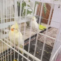 یک جفت نرو ماده لوتینو رو تخم با قفس ولوازم