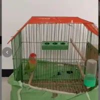 ۳ عدد طوطی برزیلی سرحال|پرنده|باوی, |دیوار