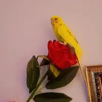 جفت مرغ عشق