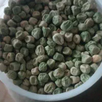 فروش بذرهای یونجه نخود فرنگی پیاز باقله لوبیا گندم