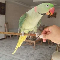 شاه طوطی سخنگو،صحبت کن، دستی