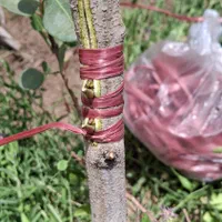 باغبانی  هرس  پیوند