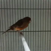 قناری موزاییکی و سوخته|پرنده|بهار, |دیوار