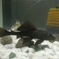 لجنخوار کت اسپرت|ماهی|مشکین‌دشت, |دیوار