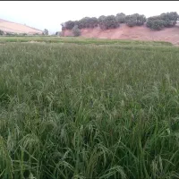 برنج دم سیاه|خوردنی و آشامیدنی|چگنی, |دیوار