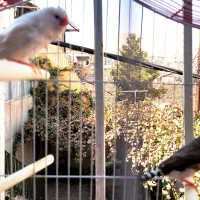 یک جفت فنچ راه راه یا فنچ زبرا Zebra Finch|پرنده|بومهن, |دیوار