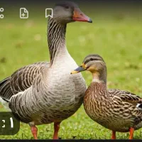 معاوضه اردک با غاز