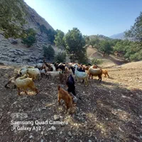 تعدادی بز داشتی زیرقیمت شیر دار وسرحال وآبستن|حیوانات مزرعه|چاروسا, |دیوار