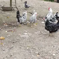 تخم نطفه دار گلین|حیوانات مزرعه|رشت, تازه آباد|دیوار