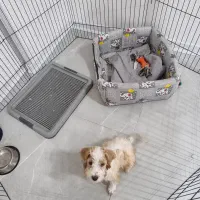 فروش توله پودل|سگ|شیراز, سفیرشمالی|دیوار