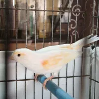 قناری ماده آماده موزاییکی