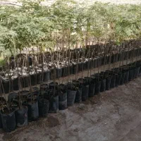 نهال درخت کم آب با رشد سریع( 100 تومان)