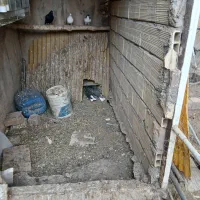 یه زیل و سرکه ای دمسفید مقلف و یه خوشرنگ|پرنده|محمدیه-قزوین, |دیوار