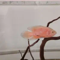 ماهی  اسکار