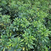 فروش انواع گل های اپارتمانی به صورت تک وعمده