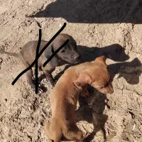 تول سگ المان بسیار باهوش|سگ|گلی داغ, |دیوار