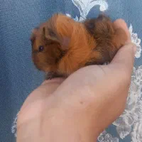 خوکچه هندی|موش و خرگوش|مشهد, شهرک شهید باهنر|دیوار