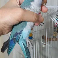 طوطی راهب نر سخنگو