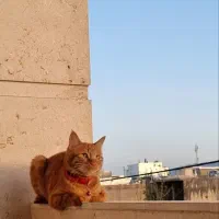 گربه