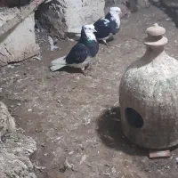 کفتر تهرانی شازده سیاه کاکلی|پرنده|گرمی, |دیوار