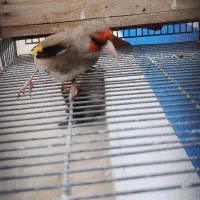 سهره دارابی کشیده و بلند