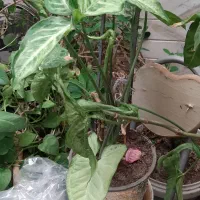 همه گلدون ها باهم فقط ۳ تومن|گل و گیاه طبیعی|اصفهان, سرچشمه|دیوار