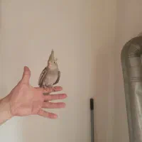 طوطی عروس جوجه رام|پرنده|شفت, |دیوار