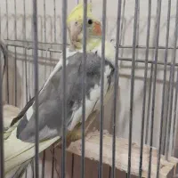 فروش عروس هلندی،دو جفت بالغ آماده تخم گذاری|پرنده|تیکمه داش, |دیوار