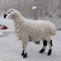 بره نر گوسفند|حیوانات مزرعه|زاهدان, |دیوار