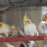 عروس هلندی نر و ماده|پرنده|رشت, کوی حسینی|دیوار