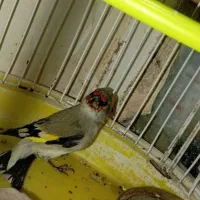 سهره کرمانی