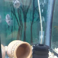 جفت سیچلاید گوره خری مولد|ماهی|اردبیل, |دیوار