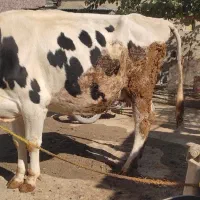 گاو شیری|حیوانات مزرعه|شاهیوند, |دیوار