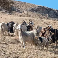 بزهای خانگی کاملا جوان و سالم وابستن،صددرصد تضمین|حیوانات مزرعه|سیلوانه, |دیوار