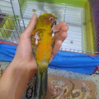 طوطی خورشیدی دم دونخور