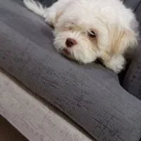 سگ شیتزو تریر|سگ|تبریز, |دیوار