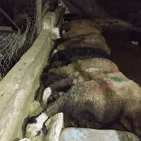 ۶۵راس گوسفند نصف زاییده نصف مایه کرده