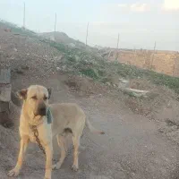 واگذاری نر و ماده