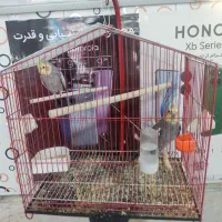 عروس هلندی|پرنده|تربت‌حیدریه, باغ سلطانی|دیوار