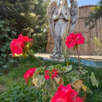 باغ رستوران و کافه شهلایی|خدمات پذیرایی، مراسم|کرمانشاه, |دیوار