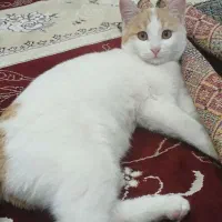 واگذاری گربه باهوش